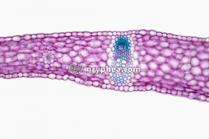 Feuille de Muguet CT x40 - gryphea.com